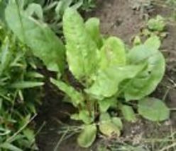 Large Leaf Sorrel 1500 Seeds That Is 1.8 Grams Of Seeds, Heirloom NON-GMO - £8.77 GBP