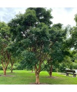 Acer Griseum Paperbark Maple Tree 14 Inch Tall Ships Bare-Root Beautiful... - $93.99