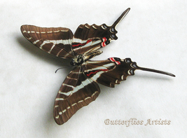 Dark Zebra Swallowtail Eurytides Philolaus Butterfly Framed Entomology Shadowbox - £46.65 GBP