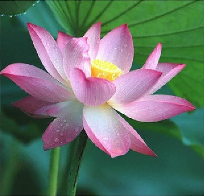 1 Pink Lotus Flower Seeds for Garden - $12.00