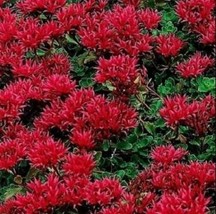 Red Sedum Seeds Dragons Blood Red Flowering Ground Cover Seed 50 - £6.69 GBP