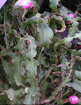 Epiphyllum curly locks, rare hanging cacti flowering cactus flower seed 50 SEEDS - £8.03 GBP