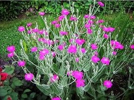 50 seeds, ROSE CAMPION Magenta Silver Catchfly Lychnis Flower Seeds, per... - $5.00