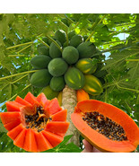 20 Seeds Papaya Organic And Red Fleshed Fresh Seeds - $18.75 CAD