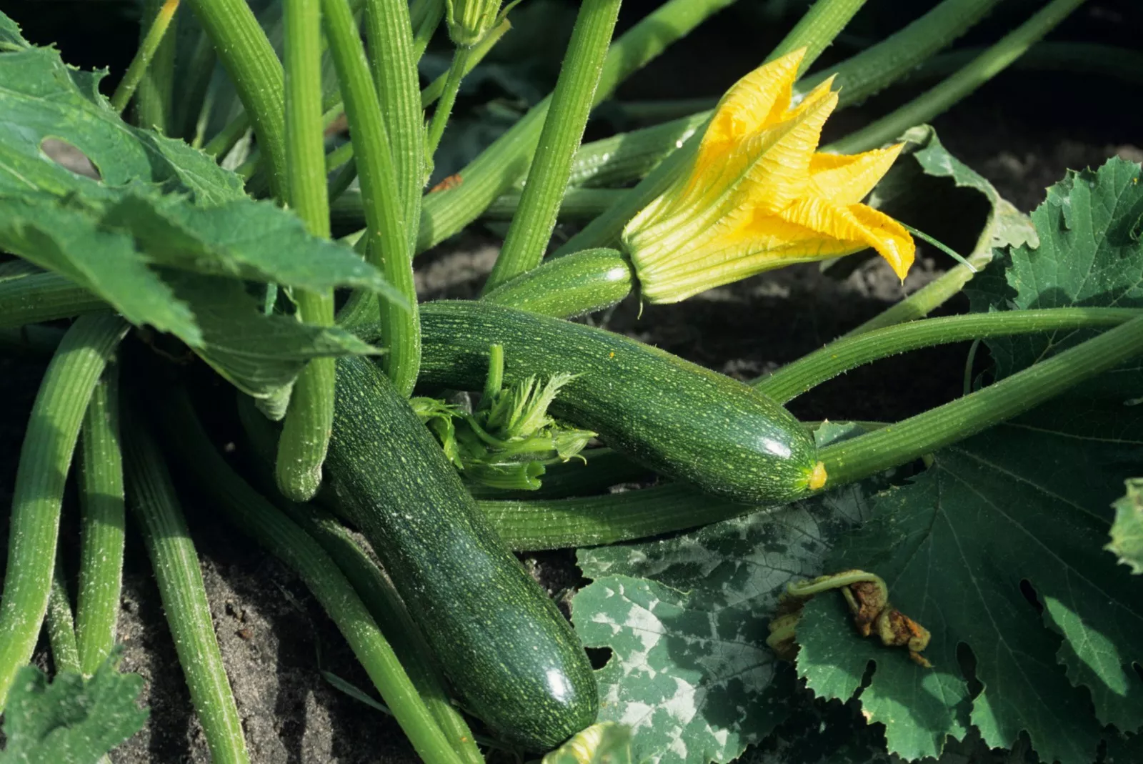 WTR Black Beauty Zucchini Summer Squash Non GMO Courgette 24 Seed Planting Seeds - $8.47