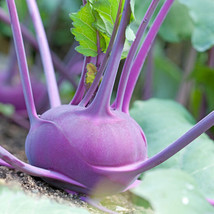 USA Non GMO Kohlrabi Early Purple Vienna 400 Seeds - £6.37 GBP