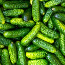 Parisian Gherkin Cucumber Seeds French Cornichon Baby Cucumbers Pickle M... - £7.40 GBP