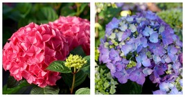 Bigleaf Hydrangea - LET’S DANCE LOVEABLE - 4&quot; Pot - Gardening - £32.48 GBP