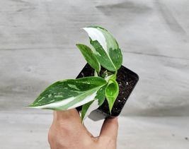 Rare plant Philodendron White Princess . in 3&quot; pot ROOTED LIVE PLANT - £21.64 GBP