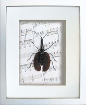 Playing Violin Real Beetle Vintage Music Paper Framed In Museum Quality Display  - £48.10 GBP