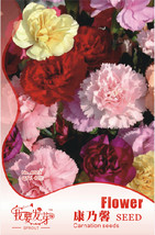 New Fresh 1 Pack 40 Seeds / Pack Mix Carnation Flower Seeds Dianthus Caryophyllu - £3.74 GBP