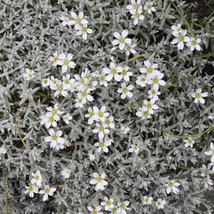 Snow In Summer Seeds 300+ Cerastium Flower Groundcover Perrenial From US - $7.06