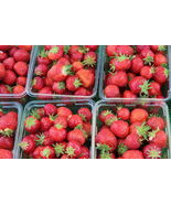 5-1000 Honeoye Strawberry Plants - June Bearing - Certified Bare Root - $15.79+