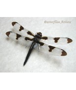 Real Dragonfly Twelve-spotted Skimmer Libellula Pulchella Entomology Sha... - $86.15 CAD