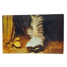 Postcard Howdy From A Little Stinker Skunk Cactus Chrome Unposted - $6.80 CAD