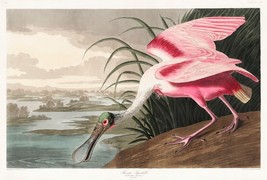 12131.Poster print or Canvas wall decor interior design.Audubon bird.Spoonbill - £12.94 GBP+