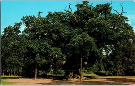 The Major Oak Edwinstowe Nottinghamshire England Postcard - £3.49 GBP