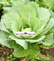 Garden Store 400 Seeds Giant Collards - £7.61 GBP