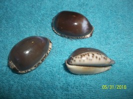 sea shell Cypraea Arabica Purple 1 to 2  inches craft or aquarium lot of 3 - $6.64
