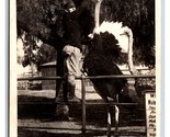 RPPC Alimentare Time Cawston Struzzo Fattoria Pasadena Ca California Unp - £8.15 GBP