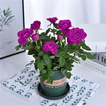 25pc HYBRID ROSE SEEDS Garden plant Flower rare exotic (Grape Purple) - £12.81 GBP