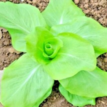 USA SELLER 600 Sugar Loaf Endive Seeds Chicory Organic Spring Fall Vegetable Con - $17.25