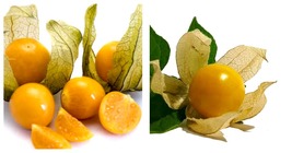 200 Seeds Ground Cherry Fruit Pineapple Cape Gooseberry Physalis Ixocarpa - £19.90 GBP