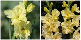 10 &quot;Morning Gold&quot; Gladiolus- Top Size 10/12 cm Bulbs - £52.74 GBP