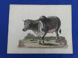 Gravure du 18ème avec couleur à la main.  EDWARDS GEORGE Indian Buffalo - $173.14