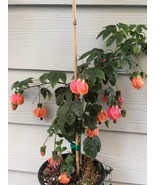 Abutilon pictum Tiger Eye - Japanese lantern flowering maple live starte... - $22.99