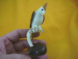 (TN-BIR-CL-197c) COCKATIEL bird love birds TAGUA NUT Figurine carving Ve... - $23.83