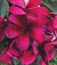 From US 5 Birght Pink  Plumeria Seeds Plants Flower Flowers Perennial Seed 515 - £8.65 GBP