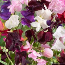 PPA 50+ Old Spice Mix Sweet Pea Seeds For Garden Planting - USA  - $7.12