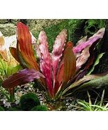 ECHINODORUS ROSE ONE PLANT -Freshwater Aquatic Live Plants Super Price!!... - $5.93