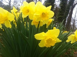 50 Wild Daffodil Lent Lily Buttercup Bulbs - $67.96