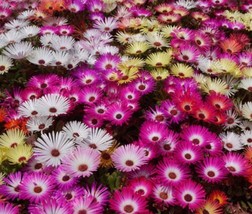 100 Livingstone Daisy Ice Plant Seeds  Dorotheanthus Bellidiformis Lovel... - $10.95