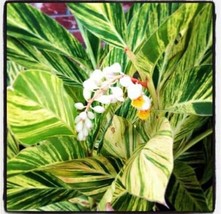 Variegated Shell Ginger~~SMALL Rooted Starter Plant~~Alpinia zerumbet Va... - $42.00