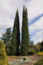 25 Seeds Italian Cypress Cupressus Sempervirens Heirloom Seeds Garden Glow Fast - £6.77 GBP