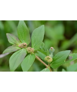 Patikan Kebo Patikan Kerbau - Euphorbia hirta (Powder), 80 Gram - €19,56 EUR