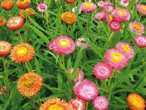 300 Dwarf Strawflower Seeds Tom Thumb Rainbow Mix Helichrysum 0.25G Seed Fresh G - $13.97