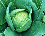 All Seasons Cabbage Seeds 300 Seeds Non-Gmo Fast Shipping - $7.99