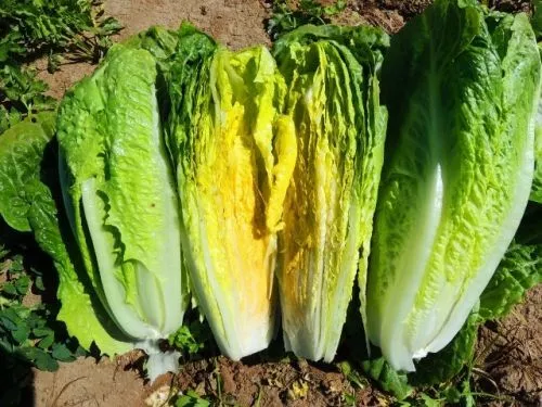 1000 PARRIS ISLAND COS LETTUCE VEGETABEL SEEDS FOR GARDEN - $133.04 MXN