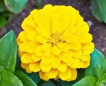 200 Canary Bird Yellow Zinnia Seeds Big Cut Flowers Summer Garden Flower... - £7.20 GBP