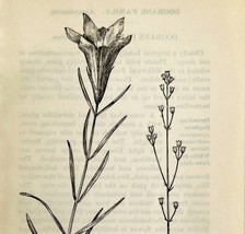1905 Gentiana Bartonia Flower Print Pen &amp; Ink Lithograph Antique 6.75 x ... - $19.99