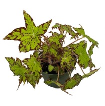 Ploe&#39;s Cleo Begonia Plant - 3.7&quot; Pot - Easy House Plant - $41.99