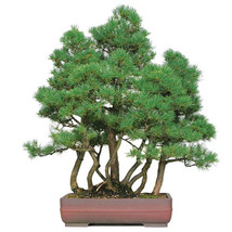 50 pcs Japanese Five Needle Pine Seeds FROM GARDEN - £5.17 GBP