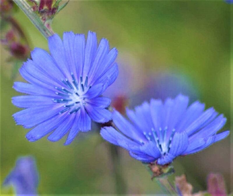 Blue Chicory Seeds 300 Seeds Non-Gmo  Fast Shipping - $7.99