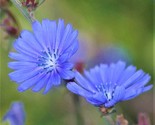 Blue Chicory Seeds 300 Seeds Non-Gmo  Fast Shipping - $7.99