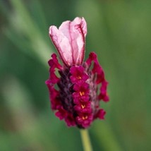 New Deep Rose Spanish Lavender Seeds Lavandula Stoechas Bandera Fresh Garden USA - $10.55