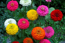 SEPT Lilliput Zinnia Seeds Mix Zinnia Elegans Colorful - $5.88